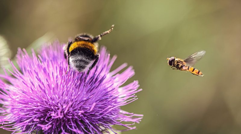 Hommel en zweefvlieg, foto Pixabay