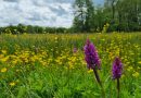 Orchideeën, foto NP Drentsche Aa