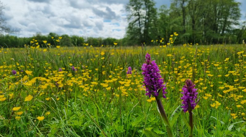 Orchideeën, foto NP Drentsche Aa