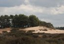 Aekingerzand, foto Staatsbosbeheer