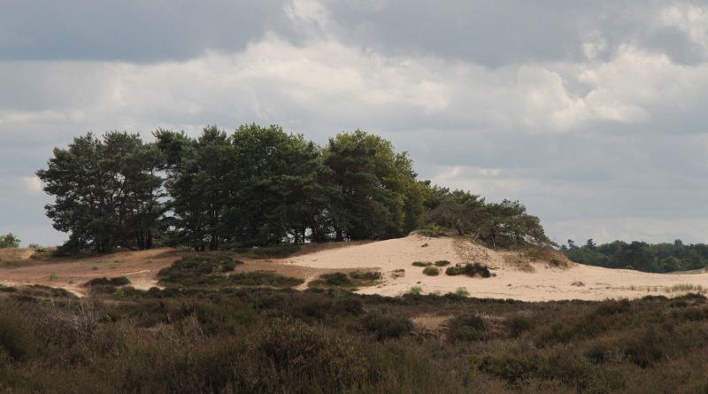 Aekingerzand, foto Staatsbosbeheer