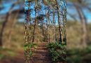 Bos van de toekomst, Nationaal Park Drentsche Aa