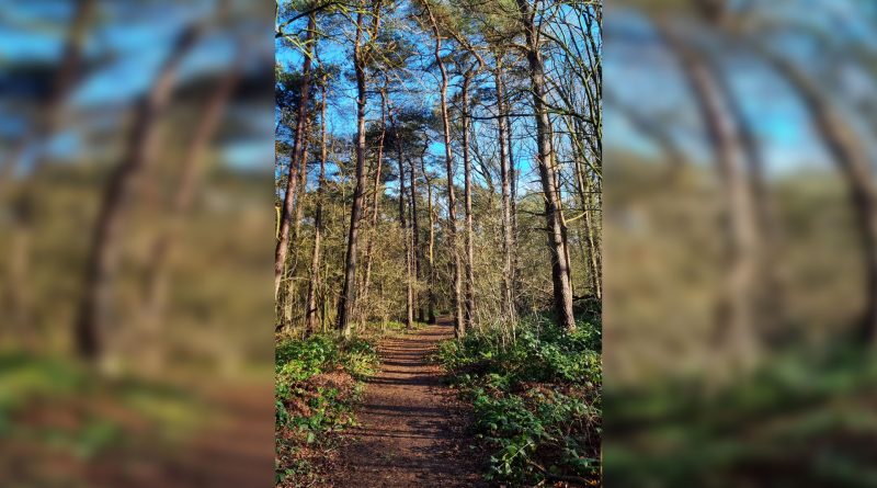 Bos van de toekomst, Nationaal Park Drentsche Aa