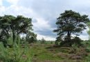 Heide Aekingerzand, foto Staatsbosbeheer