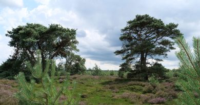 Heide Aekingerzand, foto Staatsbosbeheer