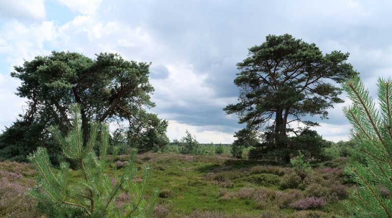 Heide Aekingerzand, foto Staatsbosbeheer