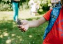 Insectensafari Drents-Friese Wold, foto Nander de Wijk Studio Haviq