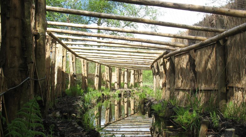 Eendenkooi De Wieden, foto Tim Krooneman