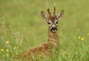 Reebok, foto Tjibbe Hunink, Staatsbosbeheer