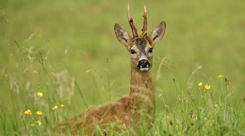 Reebok, foto Tjibbe Hunink, Staatsbosbeheer