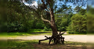 Bosbergwandeling, foto Laura Csonka