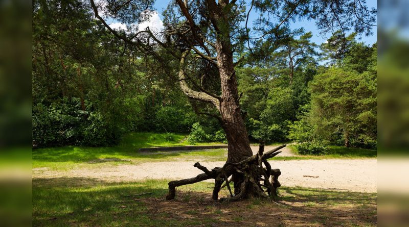 Bosbergwandeling, foto Laura Csonka