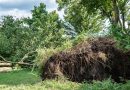 Stormschade Koedijkslanden augustus 2024, foto Leo de Harder