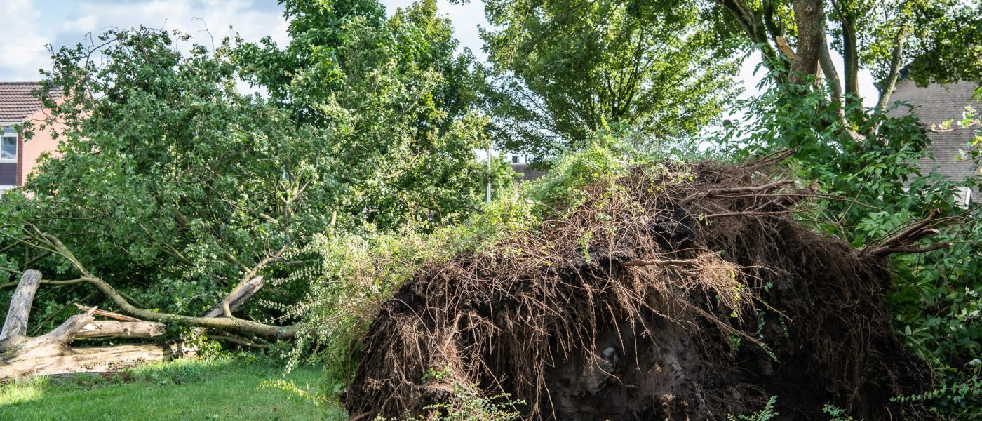 Stormschade Koedijkslanden augustus 2024, foto Leo de Harder