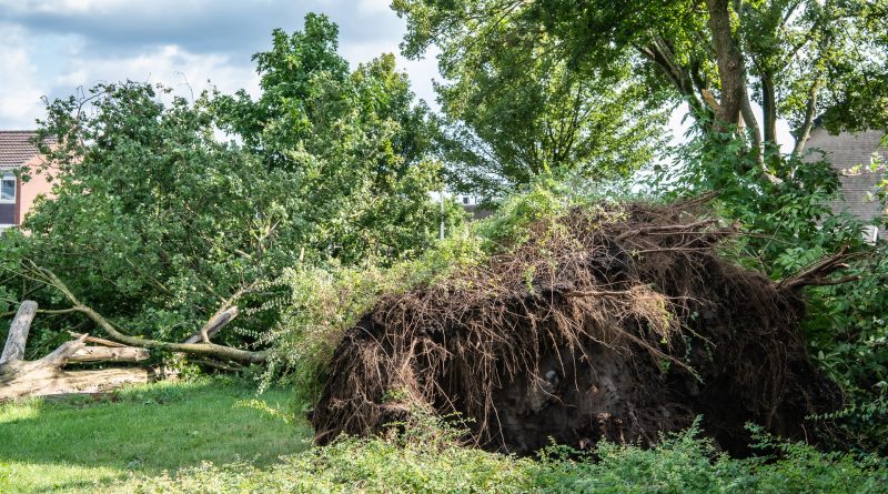 Stormschade Koedijkslanden augustus 2024, foto Leo de Harder