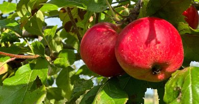 Appels, foto Mieke Scharloo