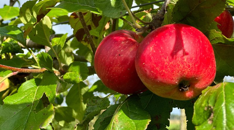 Appels, foto Mieke Scharloo