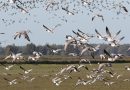 IVN excursie Lauwersmeer, foto Albert Steenbergen