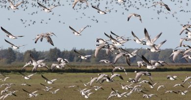 IVN excursie Lauwersmeer, foto Albert Steenbergen