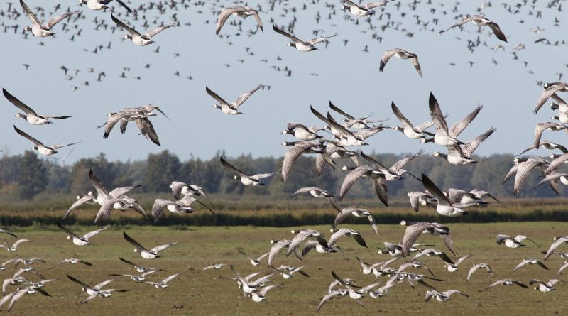 IVN excursie Lauwersmeer, foto Albert Steenbergen