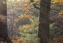 Herfstbos, foto Albert Henckel