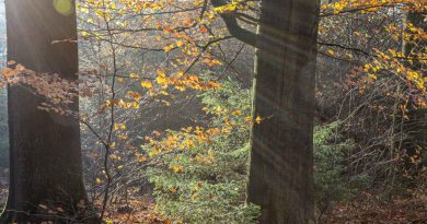 Herfstbos, foto Albert Henckel