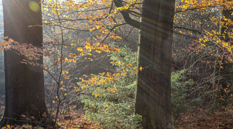 Herfstbos, foto Albert Henckel