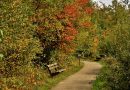 Herfst in het Drents-Friese Wold, foto Susanne Satijn