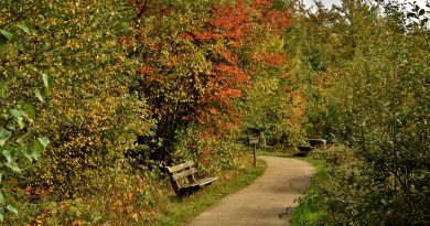 Herfst in het Drents-Friese Wold, foto Susanne Satijn