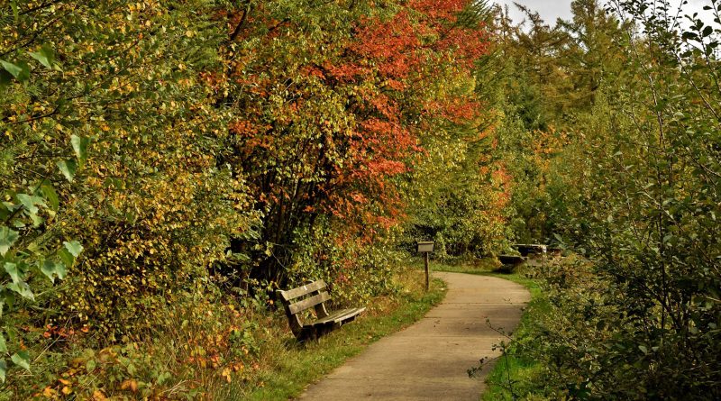 Herfst in het Drents-Friese Wold, foto Susanne Satijn