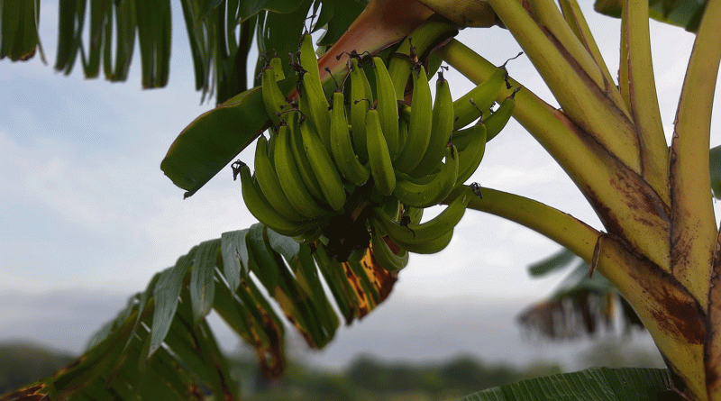 Bananen, foto Pixabay