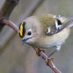 Wandeling in het Drents-Friese Wold