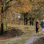 Wandelen in het Drents-Friese Wold